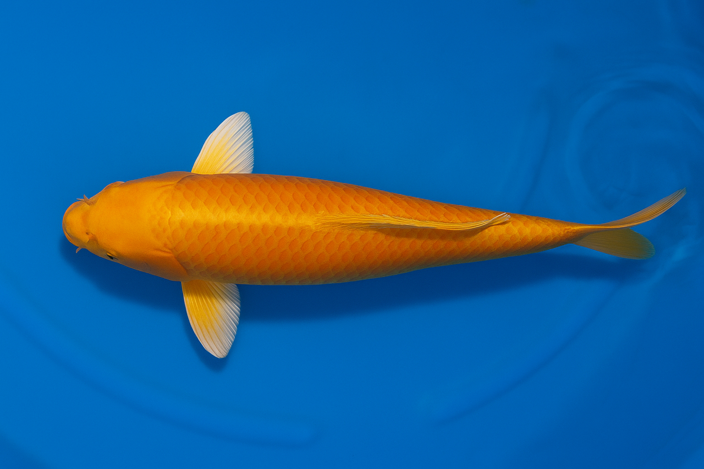 Japan Koi Miyako Tosai Orenji Ogon, Cyprinus carpio, 10-12 cm